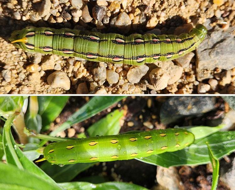 Composite moth larvae