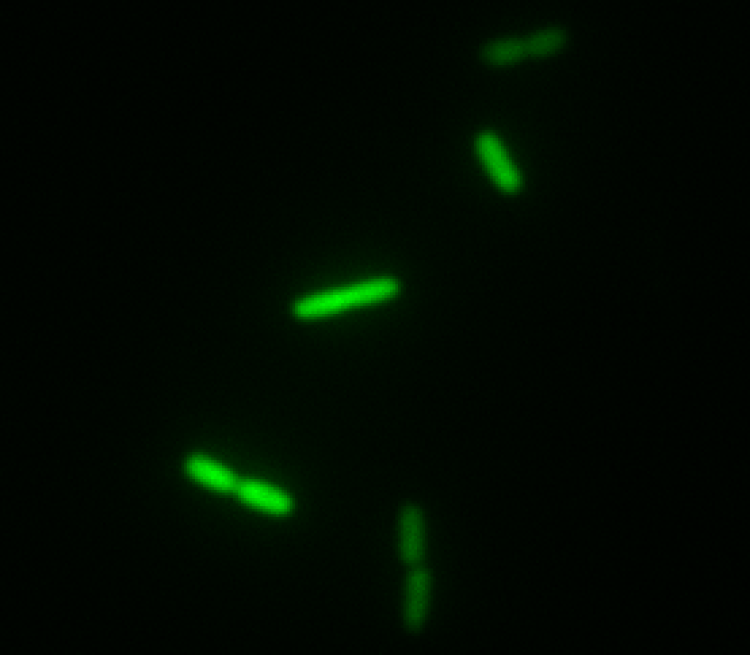 Bacteria expressing calcium sensor