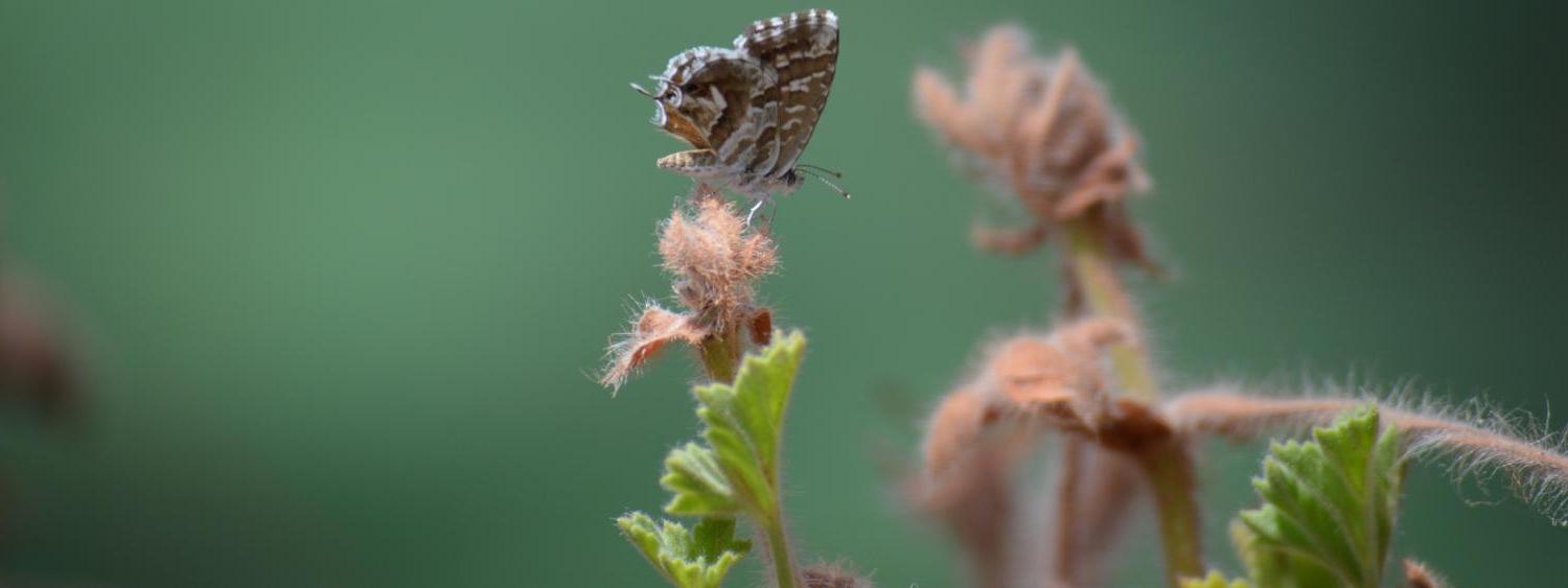 butterfly on flower