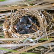 Barn swallows in their nest.