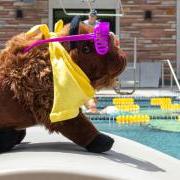 Ralphie at the buff pool