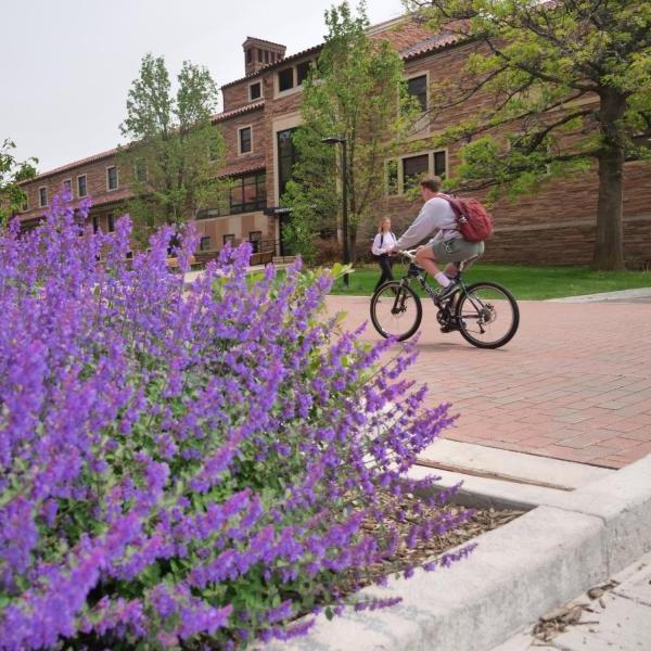 A student on a bike riding on campus with spring blooms