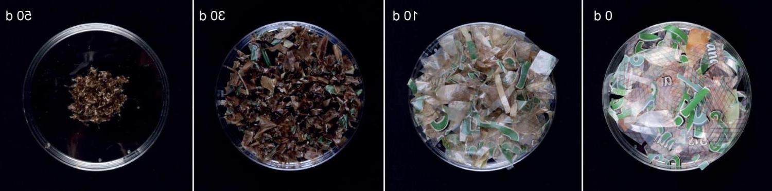 Photos of robotic actuator materials naturally decomposing over zero days, 10 days, 30 days and 50 days.